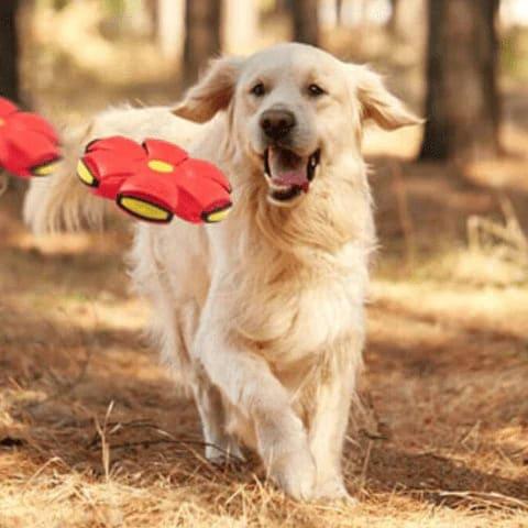 Brinquedo Voador para Cães com Função 2 em 1, Brinquedo Voador para Cães, Brinquedo para Cães, Brinquedo Para Cachorro, Bola disco voador de brinquedo para pet, bola maluca para cachorro